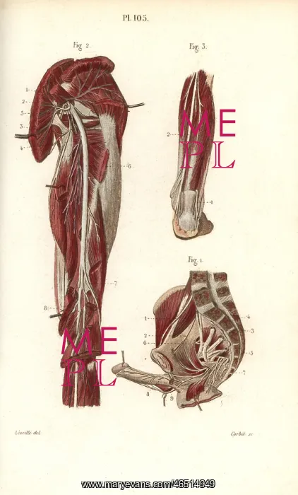 : Sciatic nerve and the sacral plexus : Sciatic nerve and the sacral plexus