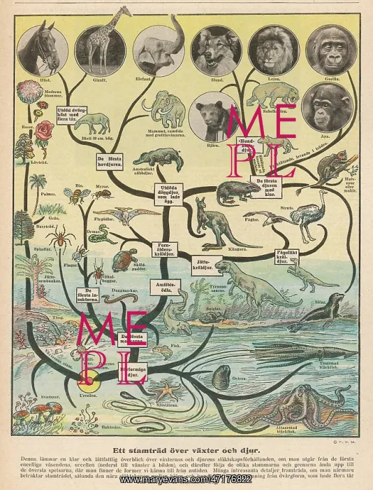 : SCIENCE / EVOLUTION : SCIENCE / EVOLUTION