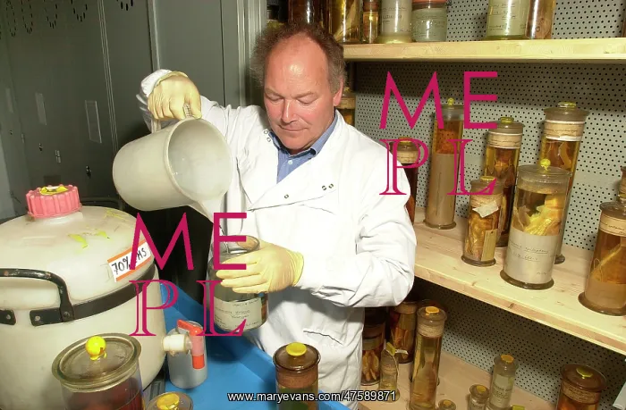 : Scientist working in Darwin Centre : Scientist working in Darwin Centre