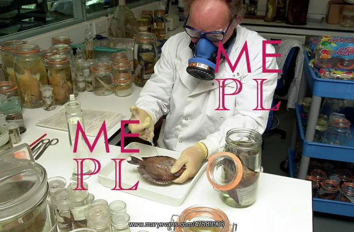 : Scientist working with fish specimen : Scientist working with fish specimen