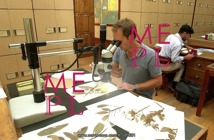 : Scientist working in herbarium : Scientist working in herbarium