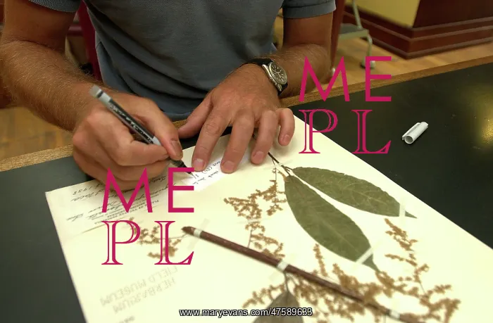 : Scientist working in herbarium : Scientist working in herbarium