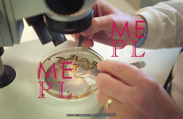 : Scientist working with a ragworm specimen : Scientist working with a ragworm specimen