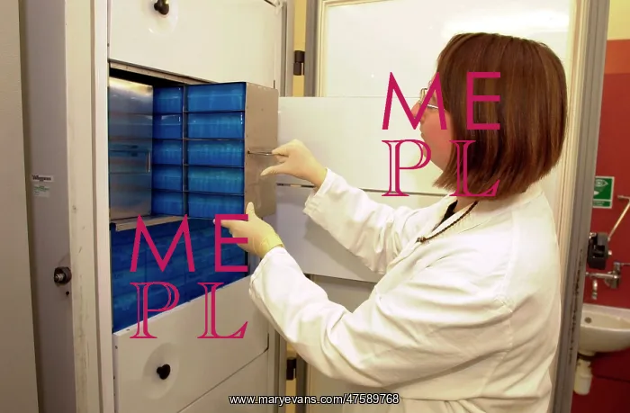 : Scientist working with tissue collections : Scientist working with tissue collections