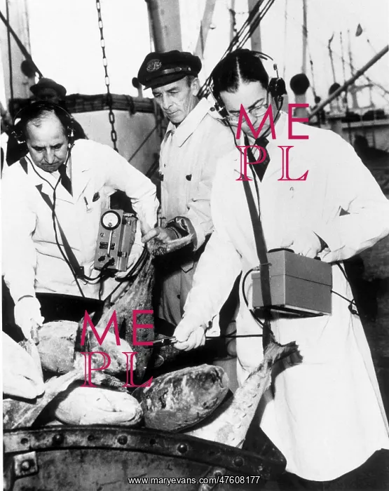 : Scientists Check Tuna Exposed to Fallout from Atomic Bomb Te : Scientists Check Tuna Exposed to Fallout from Atomic Bomb Te