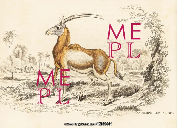 : Scimitar oryx, Oryx dammah : Scimitar oryx, Oryx dammah