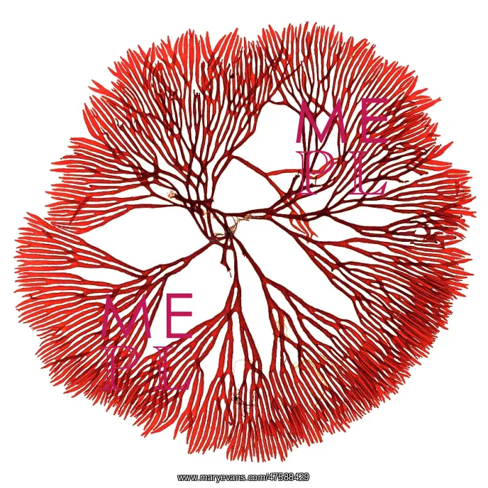 : Scinaia forcellata, seaweed : Scinaia forcellata, seaweed