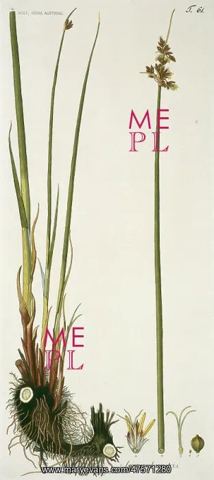 : Scirpus lacustris, true bulrush : Scirpus lacustris, true bulrush