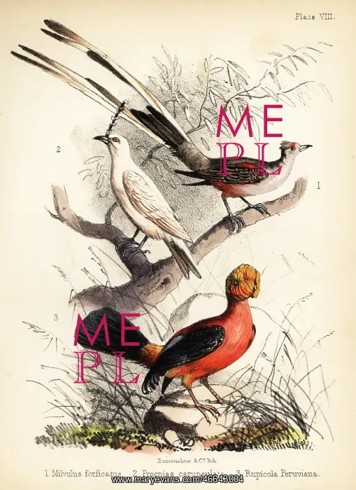 : Scissor-tailed flycatcher, white bellbird and : Scissor-tailed flycatcher, white bellbird and