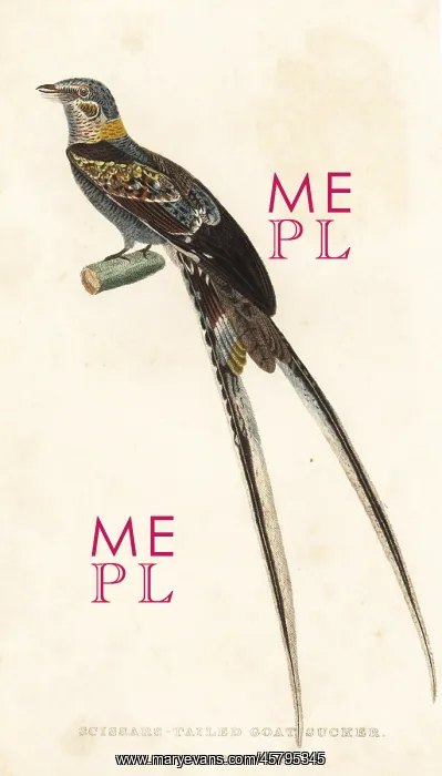 : Scissor-tailed nightjar, Hydropsalis torquata : Scissor-tailed nightjar, Hydropsalis torquata