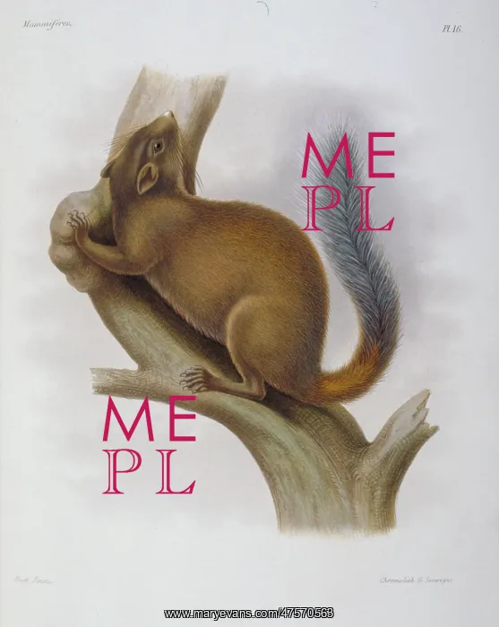 : Sciurus davidianus, Chinese rock squirrel : Sciurus davidianus, Chinese rock squirrel