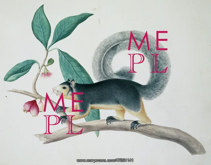: Sciurus macrourus, long-tailed squirrel : Sciurus macrourus, long-tailed squirrel