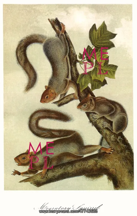  : Sciurus Migratorius