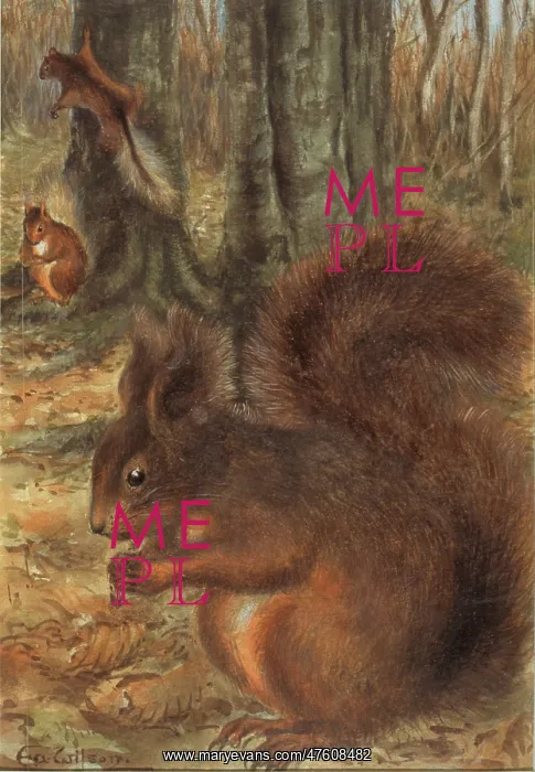: Sciurus vulgaris, red squirrel : Sciurus vulgaris, red squirrel
