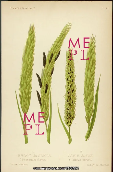 : SCLEROTIUM CLAVUS : SCLEROTIUM CLAVUS