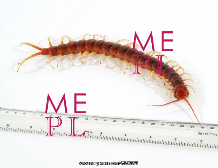 : Scolopendra gigantea, giant centipede : Scolopendra gigantea, giant centipede