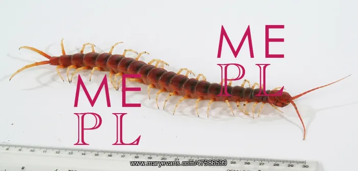 : Scolopendra gigantea, giant centipede : Scolopendra gigantea, giant centipede