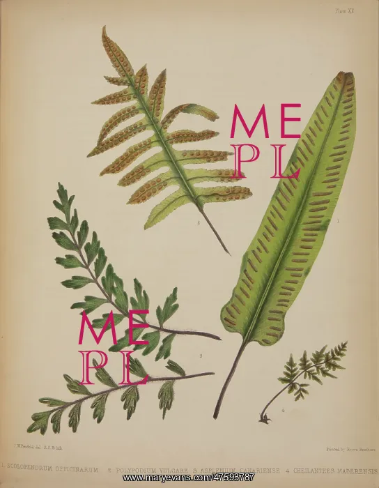 : Scolopendrium officinarum, Polypodium valgare, Asplenium can : Scolopendrium officinarum, Polypodium valgare, Asplenium can