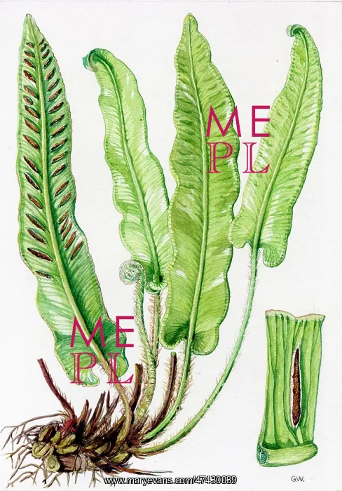  : Scolopendrium vulgare