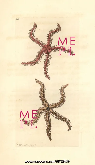 : Scolopendroid starfish, Asterias scolopendroides : Scolopendroid starfish, Asterias scolopendroides