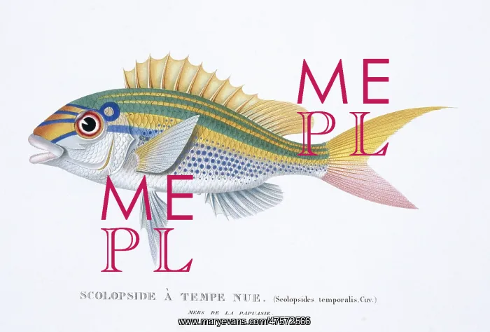 : Scolopsis monogramma, rainbow monocle-bream : Scolopsis monogramma, rainbow monocle-bream