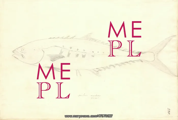 : Scomber japonicus, chub mackerel : Scomber japonicus, chub mackerel