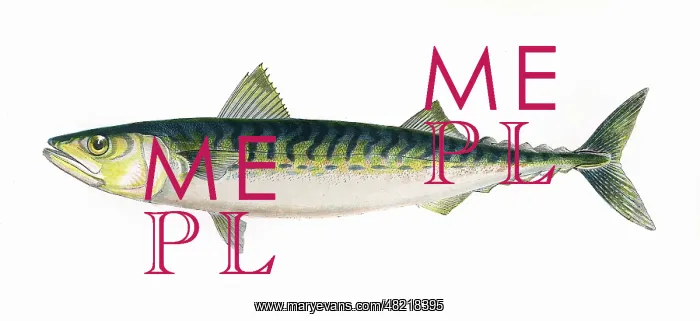 : Scomber scombrus, or Atlantic Mackerel : Scomber scombrus, or Atlantic Mackerel
