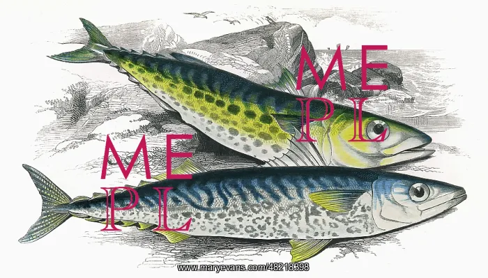 : Scomberomorus maculatus, or Atlantic Spanish Mackerel : Scomberomorus maculatus, or Atlantic Spanish Mackerel