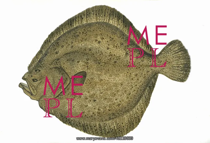 : Scophthalmus maximus, or Turbot : Scophthalmus maximus, or Turbot