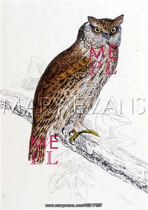: SCOPS OWN (MORRIS) : SCOPS OWN (MORRIS)
