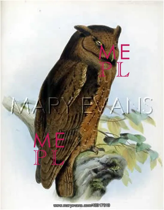 : SCOPS OWL (1862) : SCOPS OWL (1862)