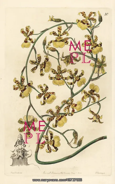 : Scorched oncidium orchid, Oncidium sphacelatum : Scorched oncidium orchid, Oncidium sphacelatum
