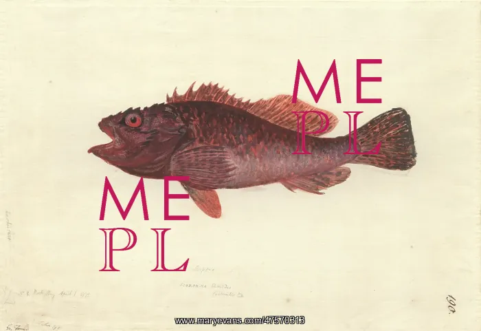: Scorpaena cardinalis, red rockcod : Scorpaena cardinalis, red rockcod