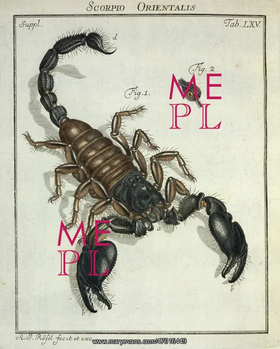 : Scorpio orientalis, scorpion : Scorpio orientalis, scorpion