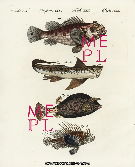 : Scorpion fish, rat fish, cowfish and firefish : Scorpion fish, rat fish, cowfish and firefish