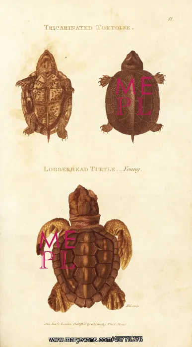 : Scorpion mud turtle and endangered loggerhead sea turtle : Scorpion mud turtle and endangered loggerhead sea turtle