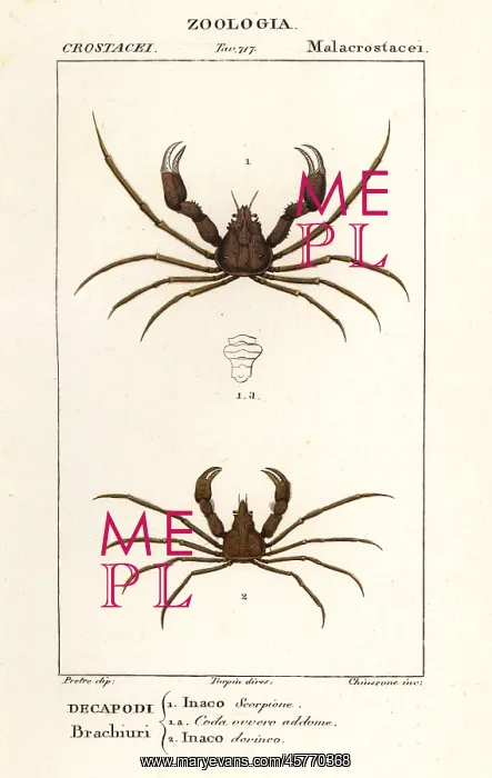 : Scorpion spider crab and Leach's spider crab : Scorpion spider crab and Leach's spider crab