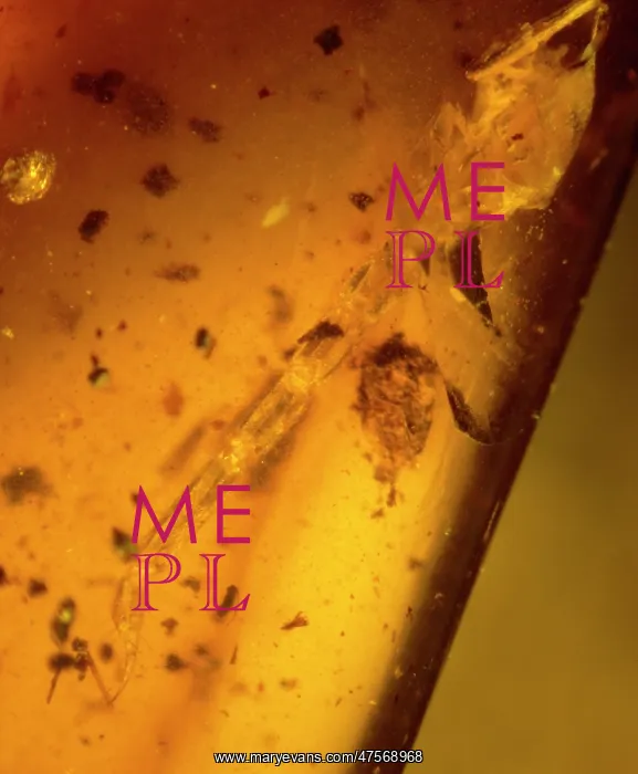 : Scorpion tail in Burmese amber : Scorpion tail in Burmese amber
