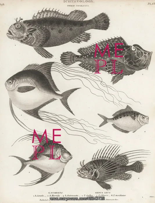 : Scorpionfish, lionfish, pompano, etc : Scorpionfish, lionfish, pompano, etc