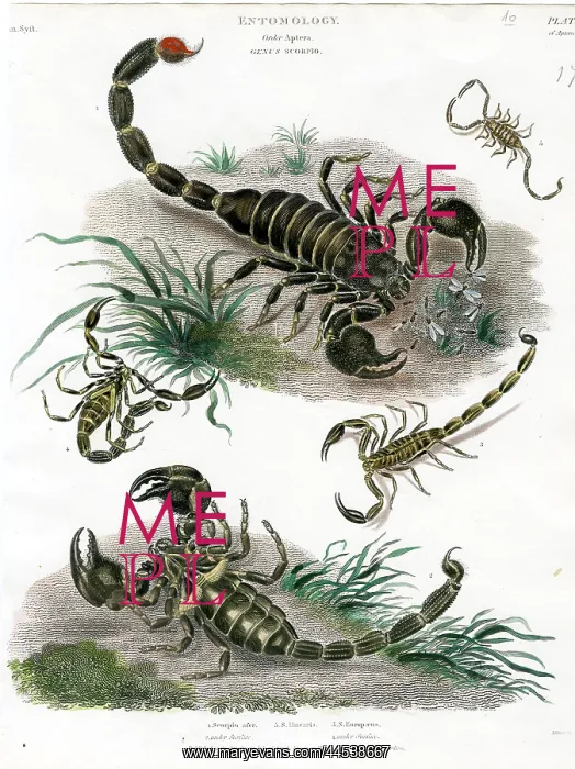  : Scorpions