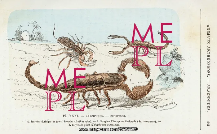 : THREE SCORPIONS : THREE SCORPIONS