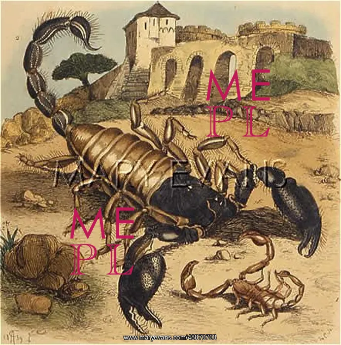  : TWO SCORPIONS