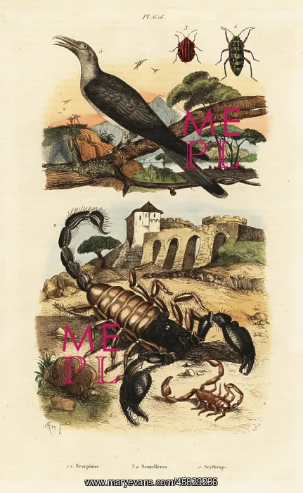 : Scorpions and cuckoo : Scorpions and cuckoo