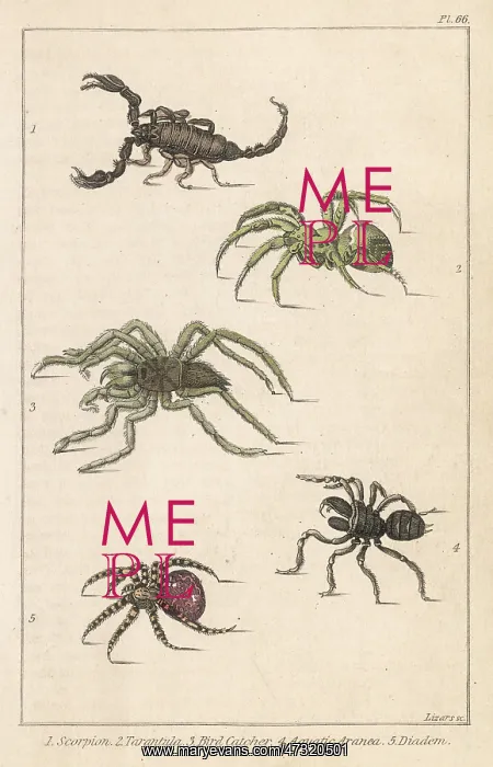 : SCORPIONS & SPIDERS : SCORPIONS & SPIDERS