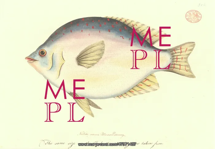 : Scorpis sp. sweep : Scorpis sp. sweep