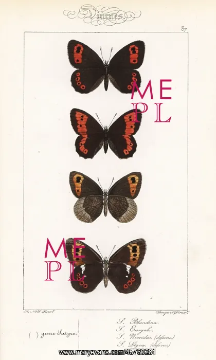: Scotch argus, large ringlet, autumn ringlet and Arran brown : Scotch argus, large ringlet, autumn ringlet and Arran brown
