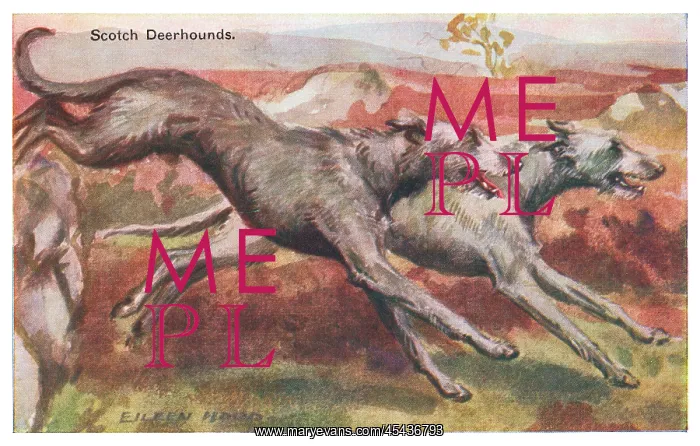 : Scotch Deerhounds : Scotch Deerhounds