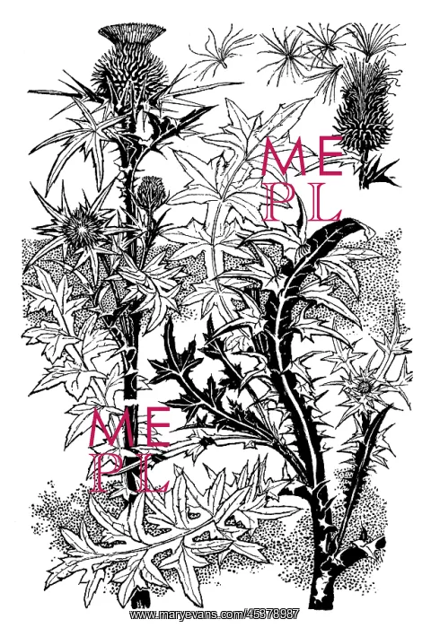 : Scotch Thistle : Scotch Thistle