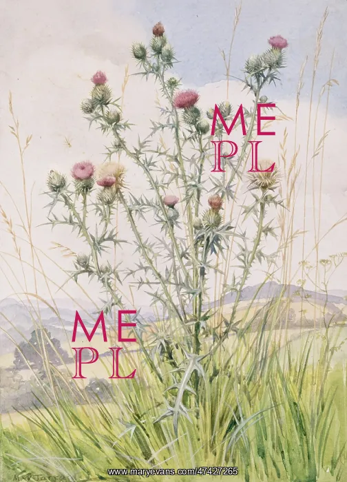  : Scotch Thistle