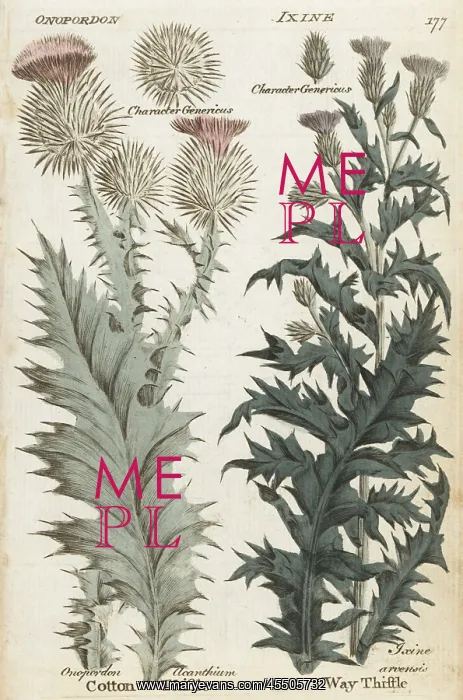 : Scotch thistle and way thistle : Scotch thistle and way thistle